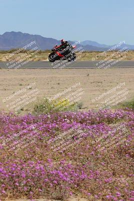 media/Mar-12-2023-SoCal Trackdays (Sun) [[d4c8249724]]/Turn 15 Inside Bloom (130pm)/